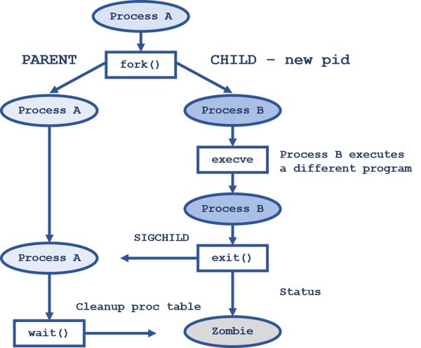 POSIX parent-child-relationship fork()